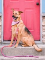 Dog Rope Leash - Grapefruit - Image 3