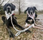 Dog Rope Leash - Seaside - Image 4