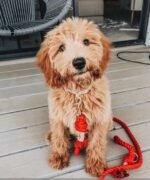 Dog Rope Leash - Grapefruit - Image 2