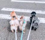 Dog Rope Leash - Seaside - Image 2