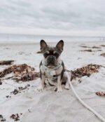 Dog Rope Leash - Teal - Image 3