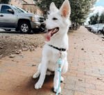 Dog Rope Leash - Emerald - Image 4
