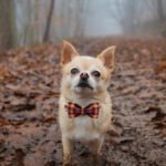 Charming Bowtie Dog Collar