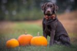 Charming Bowtie Dog Collar - Image 3