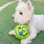 Lovely Paw Football Dog Toy - Image 7