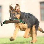 chew toys for cats and dogs - Image 4
