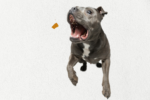 Single Ingredient, High Value Freeze-Dried Training Treats for Dogs & Cats - Beef Liver - Image 4