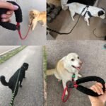 Luminous Reflective Strong Dog Leash - Image 2