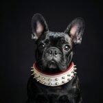 White "Frenchie" dog collar - Image 2